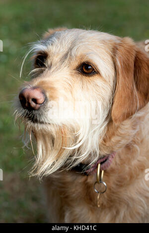 Labradoodle Cream Hair Type Female Beaconsfield