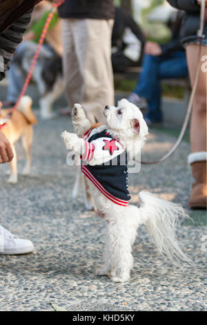 Cute white maltese dog wearing coat gives a wave, high five, or paw to owner, Taiwan Stock Photo