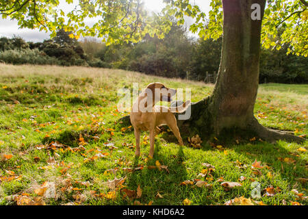 a red fox labrador standing under a tree Stock Photo