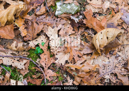 The leaves on the forest floor of Shenandoah National Park in Virginia are marked with holes indicating acid rain damage in an area where acid rain is Stock Photo