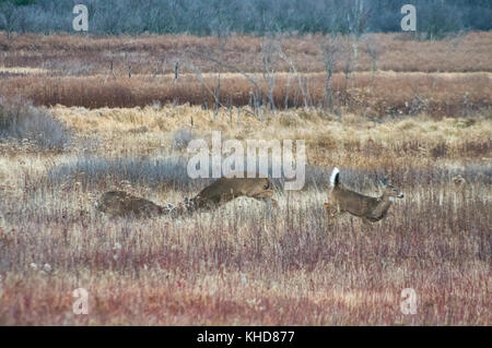 Two deer lock horns as the doe they fight over jumps out of the way in the autumn fields of Big Meadows during the rut at Shenandoah National Park. Stock Photo