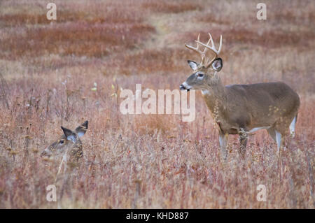 Profile view of two whitetail deer, a large buck and a doe bedded down in the fields of Big Meadows at Shenandoah National Park in Virginia. Stock Photo