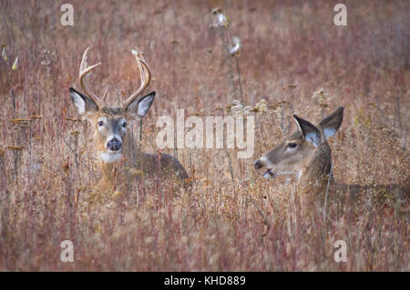 Two whitetail deer are bedded down resting in a field, a large buck looking at the camera and a doe facing away in the autumn fields of Big Meadows in Stock Photo
