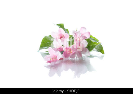 Beautiful pink flowers Weigela on a white background Stock Photo