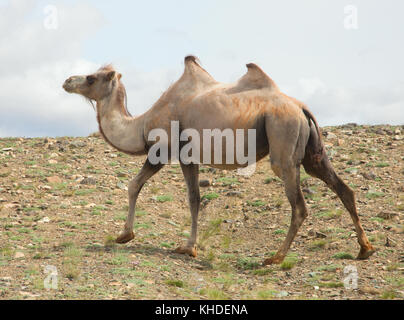 Bactrian camels in the steppes of the Mongolian Altai Stock Photo