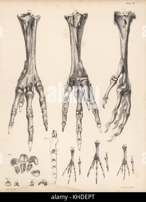 Metatarsus and toes of the dodo, Raphus cucullatus 1-5, foot of the yellow-footed green pigeon,Treron chlorigaster 6, stock dove, Columba oenas 7 and partridge pigeon, Geophaps smithii 8. Lithograph by Tuffen West rom Hugh Edwin Strickland and Alexander Gordon Melville's The Dodo and its Kindred, London, Reeve, Benham and Reeve, 1848. Stock Photo