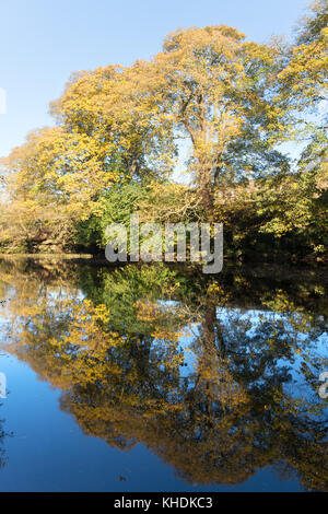 Autumn foliage reflected in the river Tees, Teesdale Way, near Barnard Castle, Co. Durham, England, UK Stock Photo