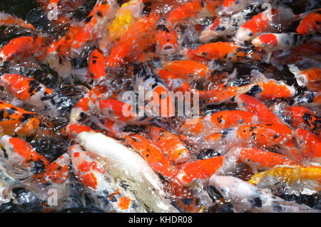 feeding carp/koi fish in pond.Koi or more specifically nishikigoi are colored varieties of Amur carp (Cyprinus rubrofuscus) Stock Photo