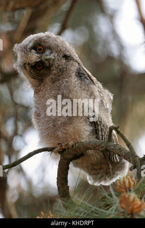Long-eared Owl ( Asio otus ), funny fledgling, young adolescent chick, perched in a tree, watching down, curious, odd bird, wildlife, Europe.