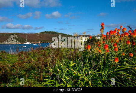 Red Hot Poker flowers on Island of Bryher looking towards Tresco ,Scilly Isles ,England Stock Photo