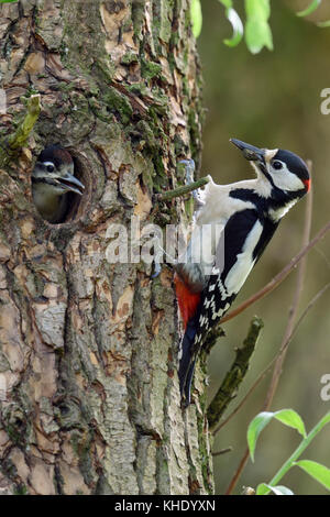 Greater / Great Spotted Woodpecker / Buntspecht ( Dendrocopos major ) feeding young chick at nest hole, Europe.