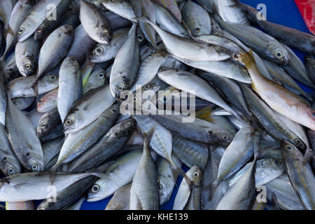 Asia, Philippines, Leyte, Ormoc City, The  fish market Stock Photo