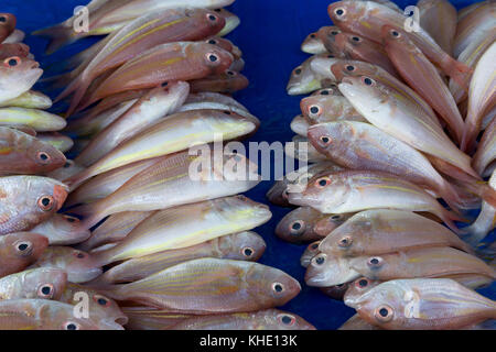 Asia, Philippines, Leyte, Ormoc City, The  fish market Stock Photo