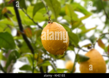A lemon growing on a tree shot after a rain storm showing water droplets glistening in the sun. Stock Photo
