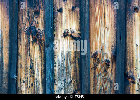 Empty blue and brown striped wood texture. Wheathered old fence with knots as background. Stock Photo