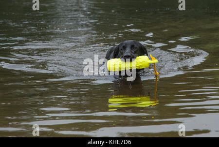 A black labrador is swimming with a gun dog dummy in his mouth Stock Photo