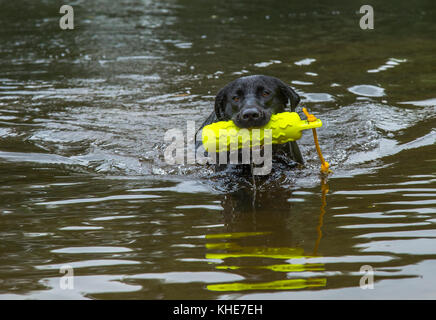 A balck labrador is swimming with a gun dog dummy in his mouth Stock Photo