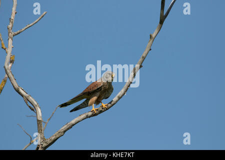 Common kestrel bird, Falco tinnunculus close up of taking off, flying from a tree branch in scotland Stock Photo