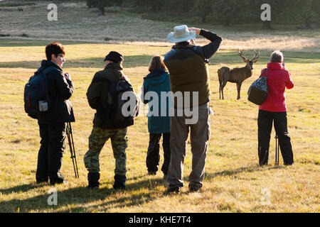 Richmond Park, London. Group of photographers watching red deer stag at sunrise. Stock Photo