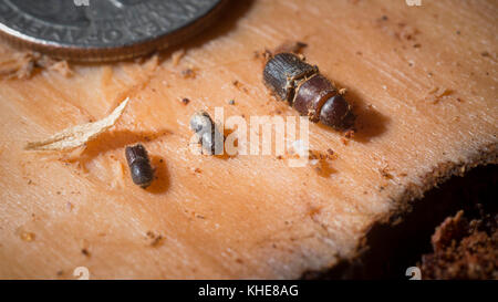 Pine bark (center) and other beetles found in a dead Ponderosa pine in the U.S. Department of Agriculture (USDA) Forest Service (FS) Sequoia National Forest are displayed on the inner side of a piece of outer bark that Entomologist Beverly Bulaon removed in search for pine bark beetles burrowed in dead conifers, near Posey, CA, on August 24, 2016. As pine bark beetles and their larvae bore through the bark they leave behind frass, a sawdust-like wood debris seen in the lower right.  Drought conditions have weakened the tree’s ability to expel the increased number of these boring beetles. Sever Stock Photo