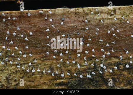White sporangium slime mold, Physarum album Stock Photo