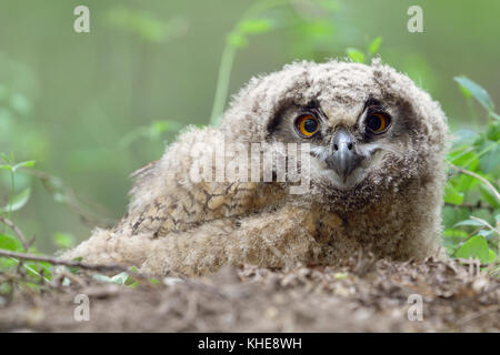 Eurasian Eagle Owl ( Bubo bubo ) young chick, jumped out of / left its nest, unfledged, sitting on the ground, watching, looks funny, wildlife, Europe Stock Photo