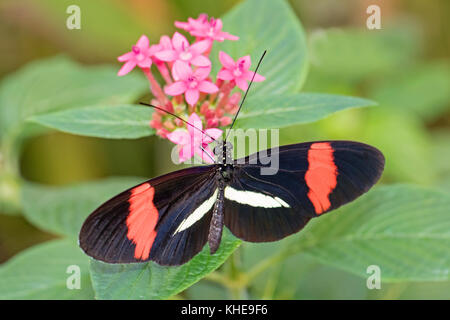 Red or Small Postman butterfly feeding on milkweed Stock Photo