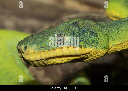 Emerald Tree Boa  (Corallus caninus) Stock Photo