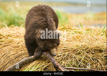 A young brown bear cub chews on a branch in Geographic Harbor, Katmai National Park, Alaska, North America Stock Photo