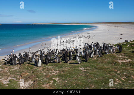 Magellanic penguin Spheniscus magellanicus adults along shoreline of a bay Bleaker Island Falkland Islands British Overseas Territory December 2016 Stock Photo