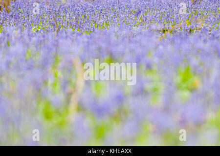 Hertfordshire, UK. A close up of recently opened bluebells on a forest floor. Stock Photo