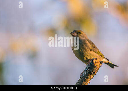 Horizontal photo of nice single greenfinch songbird. Bird is perched on worn twig partially covered by bark, moss and lichen. Background is blurred. B Stock Photo