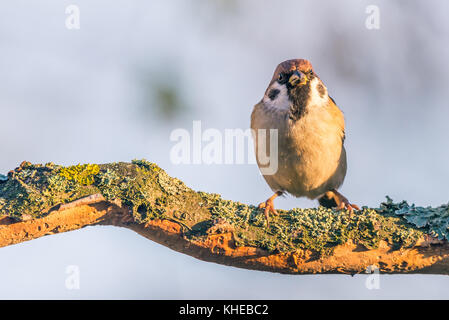 Horizontal photo with single sparrow bird. Bird sits on worn wooden twig partially covered by bark with moss and lichen. Avian has nice brown, white a Stock Photo