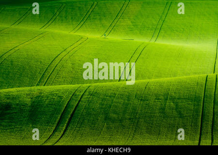 Green wavy hills in South Moravia Stock Photo