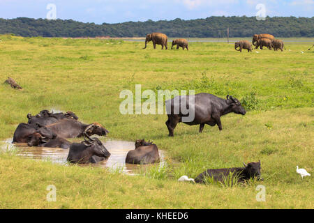 A group of buffaloes resting in a pond of muddy water and another group of elephants passing by in the background. Shot during a safari in Sri Lanka Stock Photo