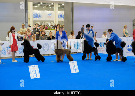 Participants in the ring on the World Dog Show Stock Photo