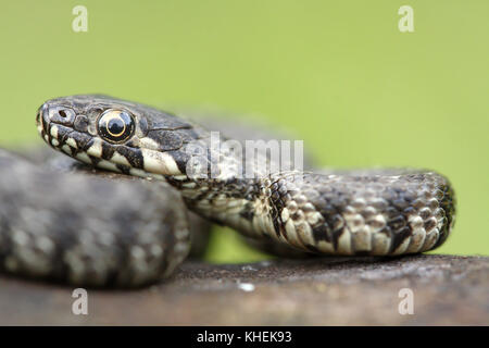Viperine snake (Natrix maura) Stock Photo