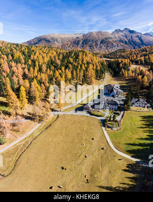 Farm and cows in a fields, aerial view near the Lake of Staz in Engadine. Swiss Alps Stock Photo
