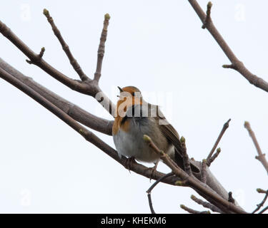 Robin Stock Photo