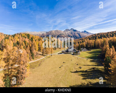 Autumn in Engadine, Swiss Alps. Forest with little huts and cows in a meadow Stock Photo