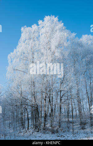 Natura 2000, Polnaka Wielka, Poland, Europe. Trees on skyline covered in snow and hoar frost.