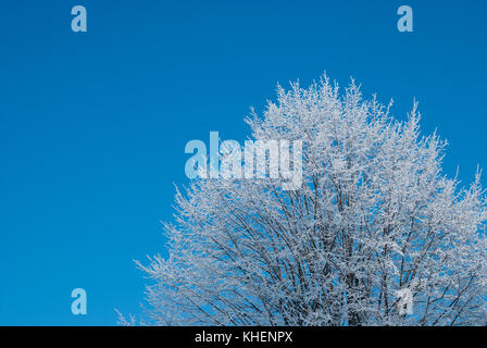 Natura 2000, Polnaka Wielka, Poland, Europe. Trees on skyline covered in snow and hoar frost.