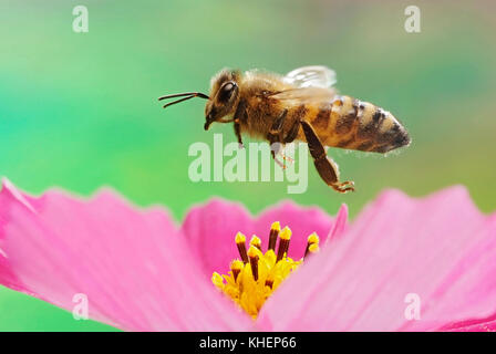 Honey bee (Apis mellifera), in flight, Germany Stock Photo