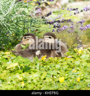 Two chicks of the Mandarin duck (Aix galericulata) rest on the shore in the green, Sachsen-Anhalt, Germany Stock Photo
