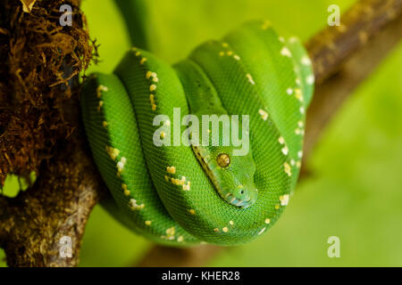 Green Tree Python (Morelia viridis), young, captive Stock Photo