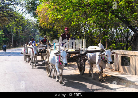 KALAW, MYANMAR-MARCH 5, 2017: Burmese traditional transportation, wooden cart two white cows pulling  at road near Kalaw on March 5, 2017, Myanmar. (B Stock Photo