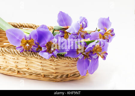 Blue iris on white background Stock Photo
