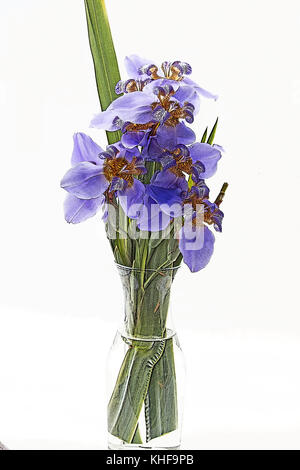 Iris Germanica flowers on white background Stock Photo