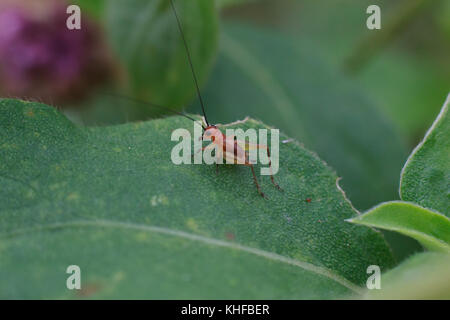 Close-up cricket on green leaf, Small red cricket, Red cricket macro Stock Photo