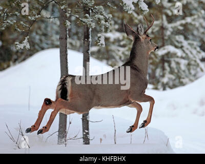 Mule Deer Buck on the flight,  leaping over snow wall. Stock Photo